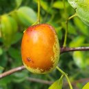 성장농원 이미지