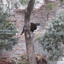 나무 밑 고양이 이미지