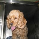 신영동물병원 이미지