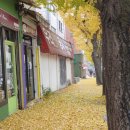 대흥 은행나무길 이미지