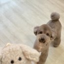 도그보니타 이미지