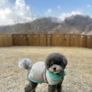 멍하루 | 충북 애견 펜션 방문후기 (신상, 독채, 하루한팀) : 멍그루브