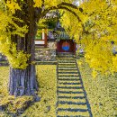 능주향교 은행나무 | 담장 너머의 가을-화순 능주향교 은행나무