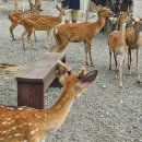 진사슴농장 | 대만 컨딩 여행 코스 스쿠터 대여 헝춘 카피바라 사슴 농장 후기