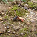 반딧불이 이미지