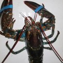 화성락실내바다낚시터 이미지