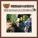 수성농장 | [대구 수성구] 희망토농장 블루베리 따기 체험 단돈 5,000원!! 수성팜크닉, 아이와 가볼만한 곳