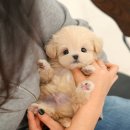 밀목애견 이미지