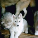 뽀뽀애견농장 이미지