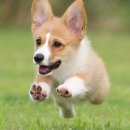 야옹아멍멍해봐(두정점) 이미지