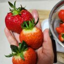 빨간산농장 이미지