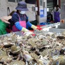 풍년꽃게 이미지