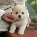 미유펫대구 강아지분양고양이분양(도그플러스동물병원) 이미지