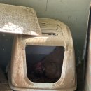 홍성청계닭농장 | 꼬꼬농장_농장관리하기, 닭장관리, 닭키우기, 홍성오골계, 홍성청계, 안양오골계, 안양청계, 꼬꼬친구