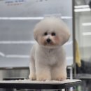 애견미용 가위의 끝판왕! 커브가위