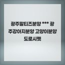 광주강아지분양 고양이분양 도로시펫 | 광주말티즈분양 애정어린 돌봄 광주강아지분양 고양이분양 도로시펫