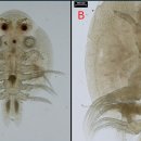 헝가리 양식 잉어의 물이 Argulus japonicus감염 이미지