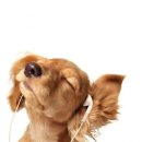 예쁜강아지 이미지