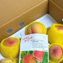 철용농장 | 여름철 필수 별미 고씨네 농장 말랑이 황도 백도 복숭아 후기 신선함 가득 복숭아 보관법 꿀팁