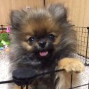 이쁘개 이쁘개 이미지