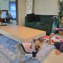 읍내스테이 | 광주 근교 전남 여행 | 무안 스테이잔잔 : 애견동반 펜션 자쿠지가 있는 숙소 낭만 객실 후기🐾