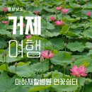 마하재활병원 | 거제 7월 가볼만한곳 연꽃 명소 추천 "마하재활병원 연꽃 쉼터" 비오는날 여행지
