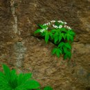 돌단풍-Maple-leaf mukdenia 이미지