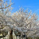 [경기도/광주] 25년도 화담숲 벚꽃 모노레일 후기 (25년4월15일)