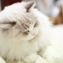 랙돌캐터리올리비아 네이버블로그