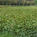 2018년 문화일보 신춘문예당선시 발코니의 시간외 5편 / 박은영 이미지