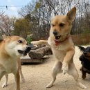 알로하도그 이미지