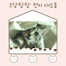 라온캣독 호텔 펫살롱 대구점 | [ 분양 후기 ] 첫 번째 이야기, 아메숏 먼지의 우당탕탕 적응기!