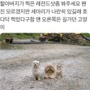 털복숭이친구들 이미지