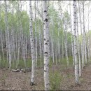 내린천아름펜션 이미지