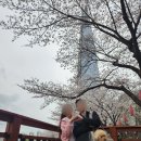 강아지봄 | 서울 잠실 석촌호수 벚꽃 후기, 강아지와 함께 다녀온 서울 봄나들이