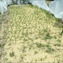 고령농장 이미지