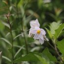 도깨비풀 이미지