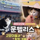 카페문(Caffe Moon) | 🐱 원주 단구동 고양이카페 문펠리스 MOON PALACE 카페 후기