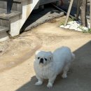 봄의 끝