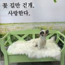 수원애견카페 &#39;보고싶당개&#39; 방문후기