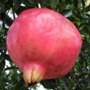 이지연농장 이미지