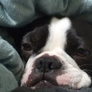 행복한요나네 이미지