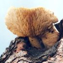 수정초 법주분교 이미지