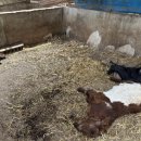 경기도 북부동물위생시험소 이미지