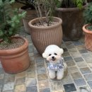 디바인퍼피 이미지