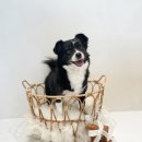 모모티디 독 쌀롱 반려견 미용 계림점 이미지