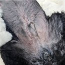 원주24시스카이동물메디컬센터 이미지