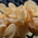 청봉농장 이미지