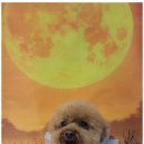 펫러버 그루밍 이미지