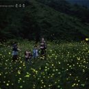 반딧불 PC 이미지